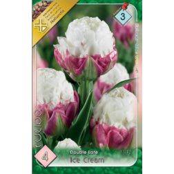 Tulipa double late ice cream rózsaszín-fehér teltvirágú tulipán virághagyma 4 darab