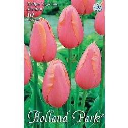 Tulipa single late menton késői, egyszerű rózsaszín tulipán virághagyma 7 darab