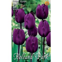 Tulipa triumph negrita lila triumph tulipán virághagyma 6 darab