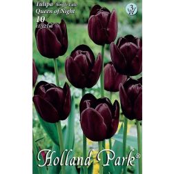 Tulipa single late queen of night késői, egyszerű lila-fekete tulipán virághagyma 7 darab