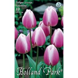 Tulipa triumph valentine/synaeda blue rózsaszín-lila tulipán virághagyma 7 darab