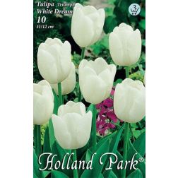 Tulipa triumph white fehér tulipán virághagyma 6 darab