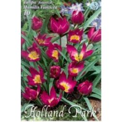 Tulipa botanical humilis violacea lila-sárga tulipán virághagyma 10 darab