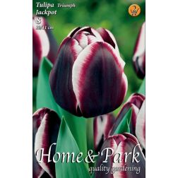 Tulipa triumph jackpot lila-fehér tulipán virághagyma 5 darab
