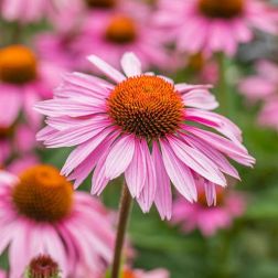 Oázis Kasvirág - Echinacea sp. 19 cm-es cserépben