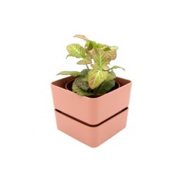 Teraplast Veleta Old Rose műanyag növénytartó 12 cm