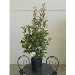 Vörös korallberkenye Photinia Ser. "Red Robin" CLT15