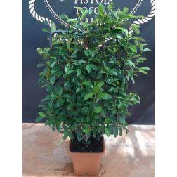 Vörös korallberkenye Photinia Ser. "Red Robin" Lvq18