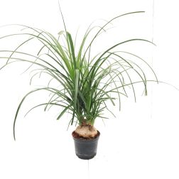 Nolina elefántláb szobanövény, 12 cm-es cserépben, 30/40 cm