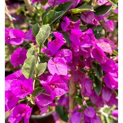 Bougainvillea murvaf&uuml;rt 19 cm-es cser&eacute;pben