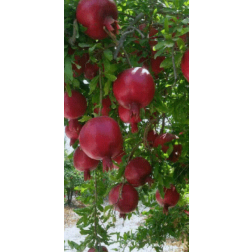 PUNICA GRANATUM WONDERFUL CLT. 3 Gránátalma