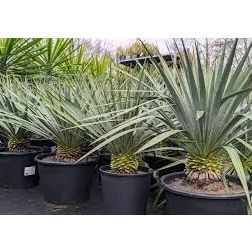 YUCCA FRENCH FLAG (R) LV 6 pálmaliliom