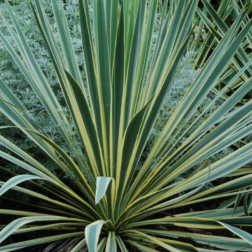 YUCCA FILAMENTOSA BRIGHT EDGE LV 12 kerti pálmaliliom