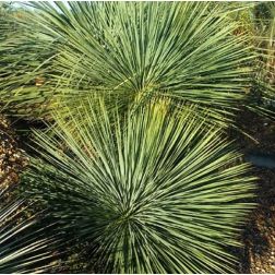 YUCCA LINEARIS CASCADE LV 12 pálmaliliom