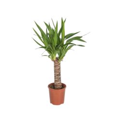 Yucca szobanövény 17 cm-es cserépben, 90 cm magas
