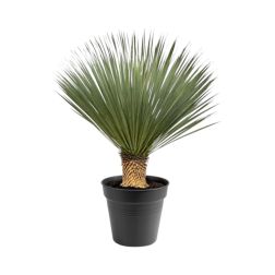 Yucca rostrata szobanövény 40 cm-es cserépben, 100 cm magas