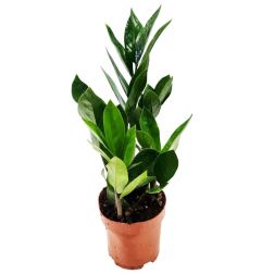 Zamioculcas zamiifolia agglegény pálma