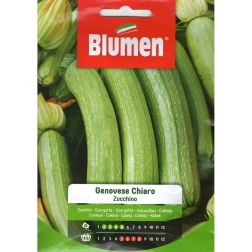 Blumen Genovese chiaro cukk&iacute;ni vetőmag
