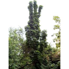 Jumar Plant Juhar