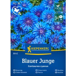 Kiepenkerl Blauer Junge Búzavirág vetőmag