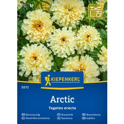 Kiepenkerl Arctic (nagyvirágú, fehér) Bársonyvirág vetőmag