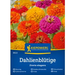 Kiepenkerl Dahlienblütiger Mix Rézvirág vetőmag