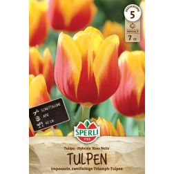 Sperli Tulipa Kees Nelis tulipán virághagyma 7 db