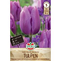Sperli Tulipa Blue Beauty tulipán virághagyma 5 db