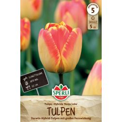 Sperli Tulipa Banja Luka tulipán virághagyma 5 db