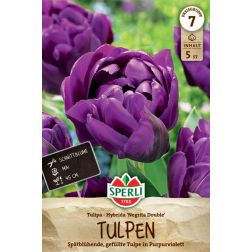 Sperli Tulipa Negrita Double tulipán virághagyma 5 db