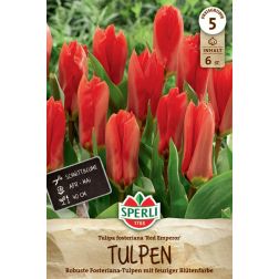 Sperli Tulipa Red Emperor tulipán virághagyma 6 db