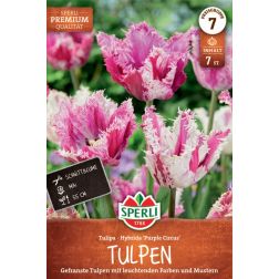 Sperli Tulipa Purple Circus tulipán virághagyma 7 db