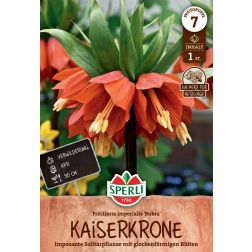 Sperli Fritillaria Rubra császárkorona virághagyma 1 db