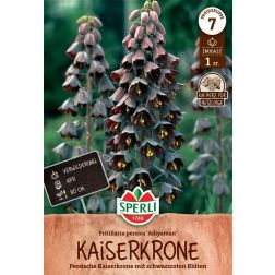 Sperli Fritillaria persica Adiyaman kockásliliom virághagyma 1 db