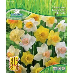 Pegasus BigBag Narzissus nárcisz trombitavirágú virághagyma keverék 35 db