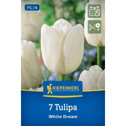Kiepenkerl Tulipa White Dream tulipán virághagyma 7 db