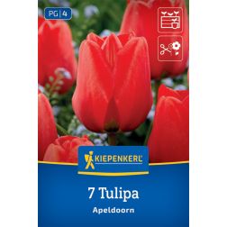 Kiepenkerl Tulipa Apeldoorn tulipán virághagyma 7 db