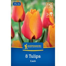 Kiepenkerl Tulipa Cash tulipán virághagyma 8 db