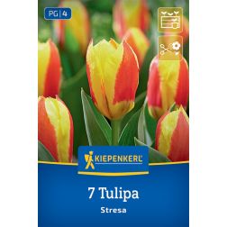Kiepenkerl Tulipa Stresa tulipán virághagyma 7 db