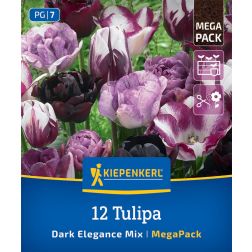 Kiepenkerl Tulipa Dark Elegance Mix tulipán virághagyma összeállítás 12 db