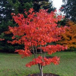 Acer palm."Osakazuki" CLT10