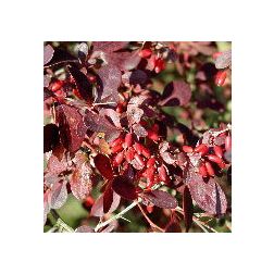 Berberis