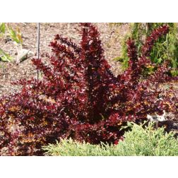 Berberis