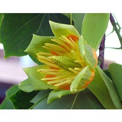 Tulipánfa