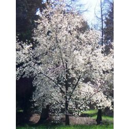 Japán Liliomfa