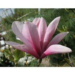 Liliomfa