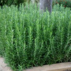 ROSMARINUS OFFICINALIS (SALVIA ROSMARINUS) LV 9 MINI ALBERETTO rozmaring