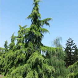 CEDRUS DEODARA 'AUREA' CLT. 10 himalájai cédrus