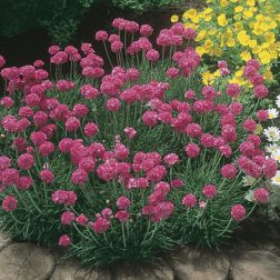 Széleslevelő pázsitszegfű