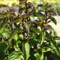 Narancs menta